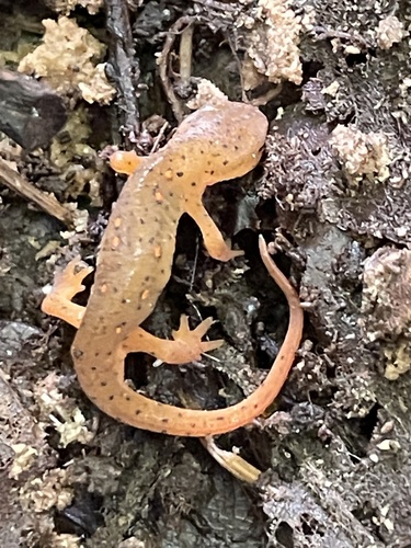 Eastern Newt