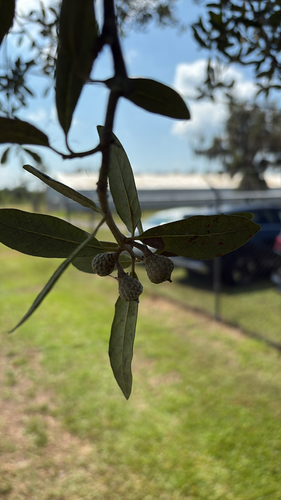 southern live oak