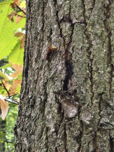 European Hornet