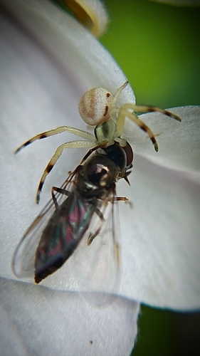 Goldenrod Crab Spider
