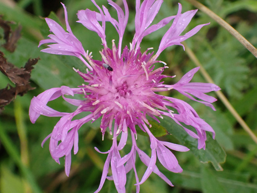 Brown Knapweed