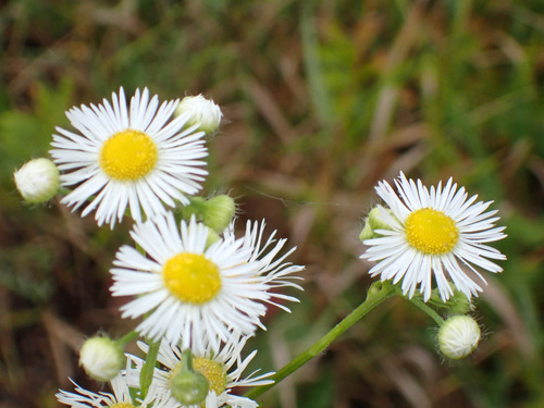 annual fleabane