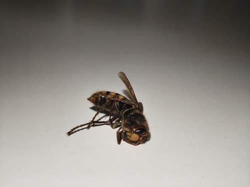 European Hornet
