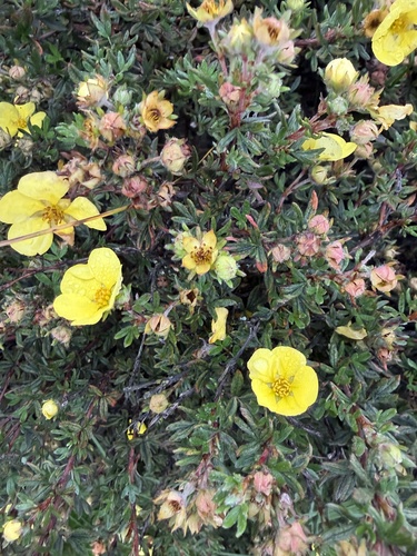 shrubby cinquefoil