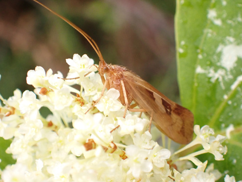 Diamond Northern Caddisfly