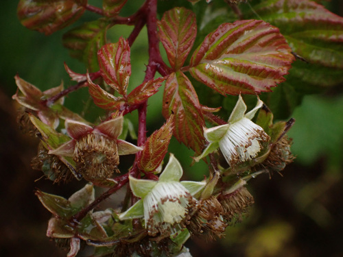 red raspberry