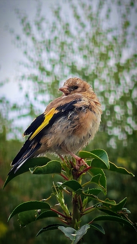 European Goldfinch