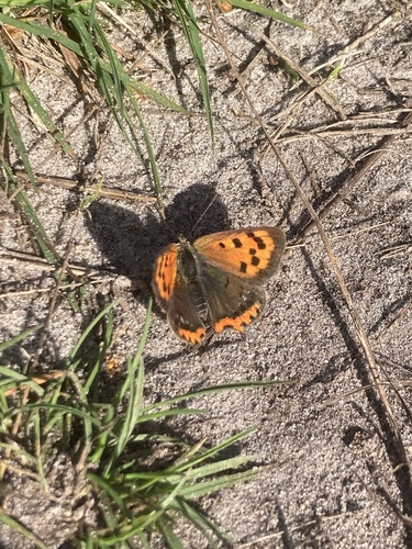 Small Copper