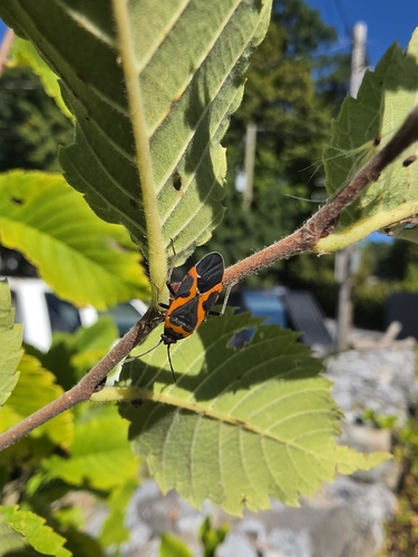 Small Milkweed Bug