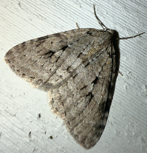 Autumnal Moth