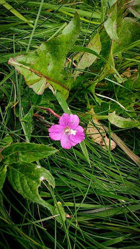 Great Willowherb