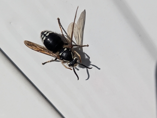 Bald-faced Hornet
