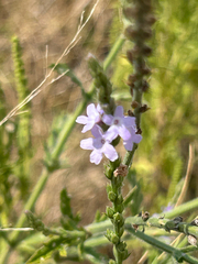 Verbena xutha, photograph (c) Alec Gosewehr, some rights reserved (CC BY-SA)