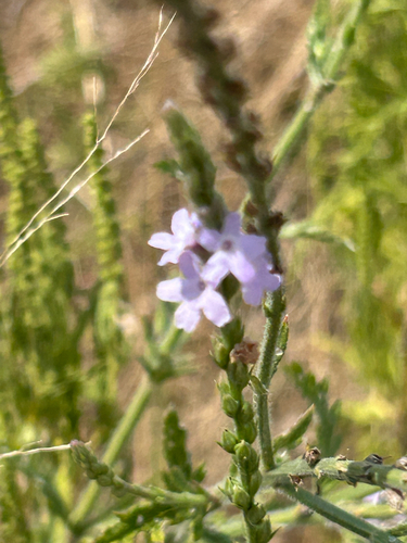 Verbena xutha, photograph 2