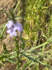 Verbena xutha, photograph (c) Alec Gosewehr, some rights reserved (CC BY-SA)