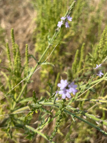 Verbena xutha, photograph 4