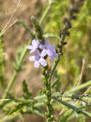 Verbena xutha, photograph (c) Alec Gosewehr, some rights reserved (CC BY-SA)
