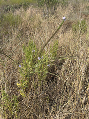 Verbena xutha, photograph (c) Alec Gosewehr, some rights reserved (CC BY-SA)