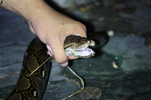 Reticulated Python
