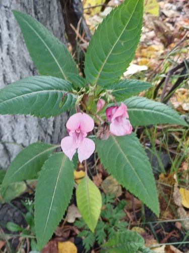 Himalayan balsam