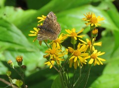 Erynnis juvenalis juvenalis