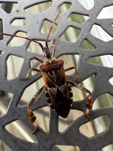 Western Conifer Seed Bug