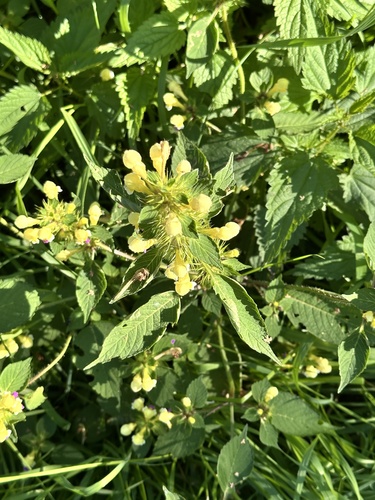 Galeopsis speciosa, photograph 5
