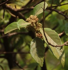Callicarpa tomentosa
