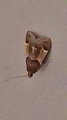 Meal moth