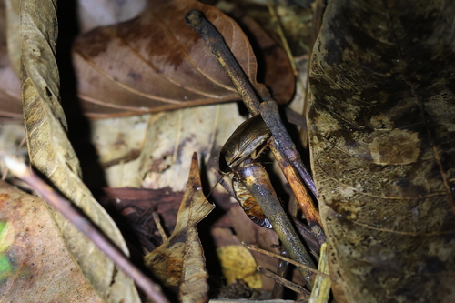 Indian Cockroach
