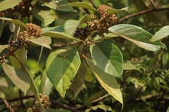 Callicarpa tomentosa