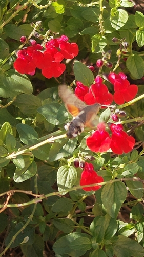 Eurasian Hummingbird Hawkmoth