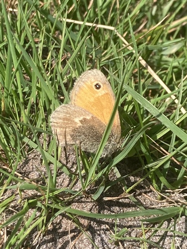 Small Heath