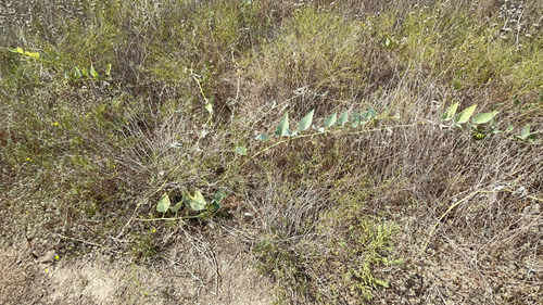 Cucurbita foetidissima, photograph 6