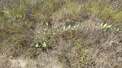 Cucurbita foetidissima, photograph (c) Alec Gosewehr, some rights reserved (CC BY-SA)