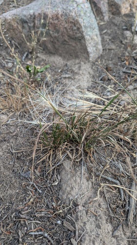 Elymus elymoides, photograph 1