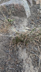 Elymus elymoides, photograph author not stated, no rights reserved