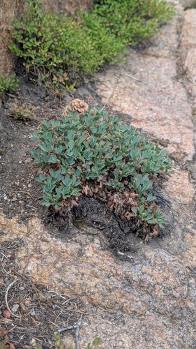 Sibbaldia procumbens, photograph 1