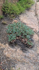 Sibbaldia procumbens