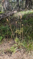 author not stated, no rights reserved Phleum alpinum, photograph author not stated, no rights reserved
