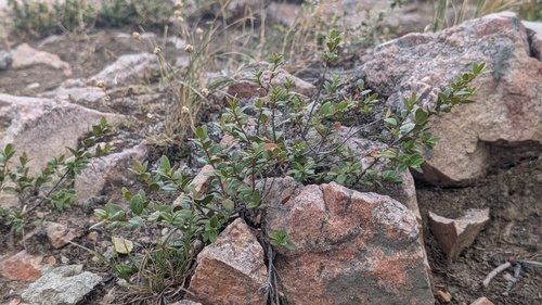 Paxistima myrsinites, photograph 2