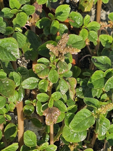 Amaranthus blitum, photograph 1