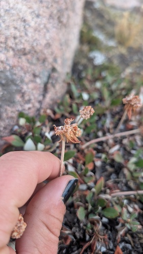 Eriogonum umbellatum, photograph 1