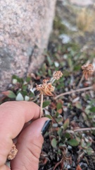 Eriogonum umbellatum, photograph author not stated, no rights reserved