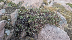 Eriogonum umbellatum