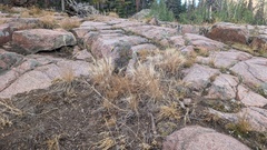 Elymus elymoides