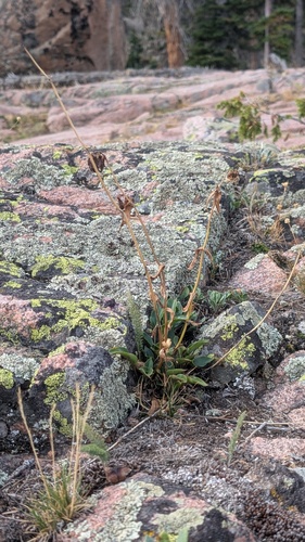 Penstemon whippleanus, photograph 1