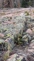 author not stated, no rights reserved Penstemon whippleanus, photograph author not stated, no rights reserved
