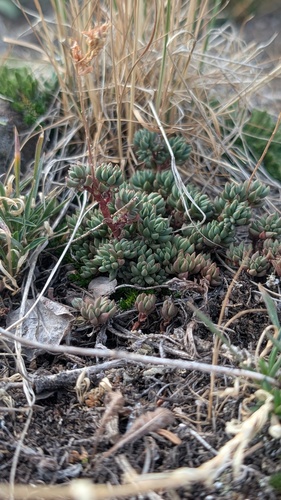 Sedum lanceolatum