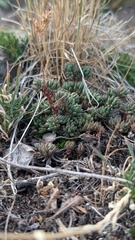 Sedum lanceolatum